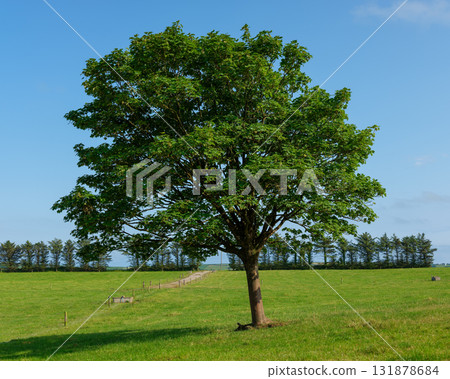 A solitary tree with dense green leaves dominates a grassy field under a clear blue sky. A fence line and trees are visible in the background, marking the edge of the pasture in West Cork. A solitary tree with dense green leaves dominates a grassy field under a clear blue sky. A fence line and trees are visible in the background, marking the edge of the pasture in West Cork. 131878684