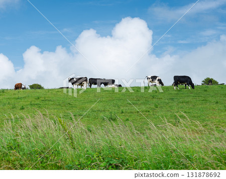 Pastoral landscape, cows graze contentedly on a grass-covered hill. Pastoral landscape, cows graze contentedly on a grass-covered hill. 131878692