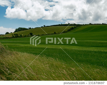 Tall grasses sway in a bright meadow scene. Tall grasses sway in a bright meadow scene. 131878697