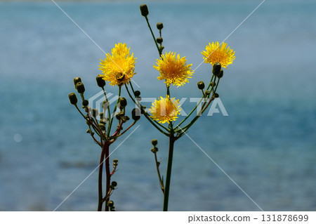 bright yellow flowers against a backdrop of calm blue sea. 131878699