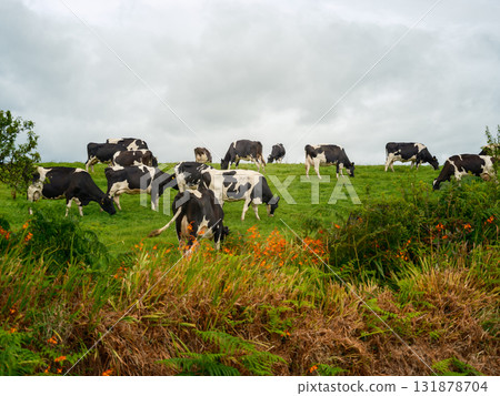 Cows graze on the green hillside pasture in West Cork, Ireland during a cloudy afternoon with orange flowers. 131878704