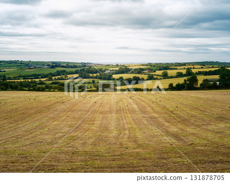 A golden field stretches towards a horizon of green hills and scattered trees, under a bright, overcast sky. 131878705