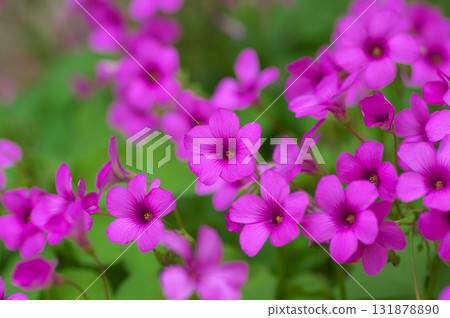 盛開的酢漿草 盛開的酢漿草 131878890