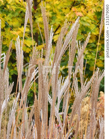 Miscanthus sinensis also known as Chinese Silver Grass. Nice feather foliage calm concept. Autumn wallpaper. Fall background. Miscanthus sinensis also known as Chinese Silver Grass. Nice feather foliage calm concept. Autumn wallpaper. Fall background. 131879060