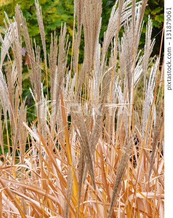 Miscanthus sinensis also known as Chinese Silver Grass. Nice feather foliage calm concept. Autumn wallpaper. The fall background. Miscanthus sinensis also known as Chinese Silver Grass. Nice feather foliage calm concept. Autumn wallpaper. The fall background. 131879061