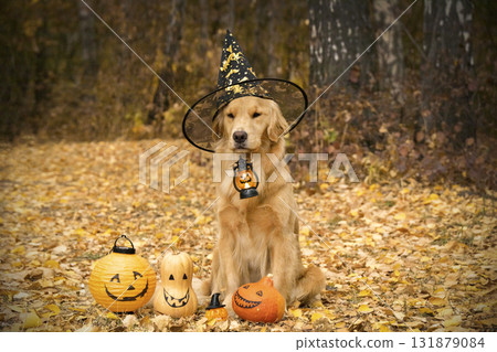 Adorable golden retriever puppy lying down on a soft surface with a blurred green background. Perfect image for themes of pets, childhood, and cuteness. 131879084