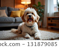 Adorable dog sitting on carpet at home 131879085