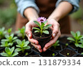 Gardeners hands planting flowers at back yard 131879334