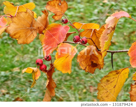 Close-up of red Crataegus monogyna berries on branches with yellow leaves in an autumn garden. Sectional focus Close-up of red Crataegus monogyna berries on branches with yellow leaves in an autumn garden. Sectional focus 131879424