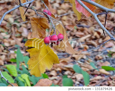 Close-up of red Crataegus monogyna berries on branches with yellow leaves in an autumn garden. Sectional focus. Blurred background Close-up of red Crataegus monogyna berries on branches with yellow leaves in an autumn garden. Sectional focus. Blurred background 131879426