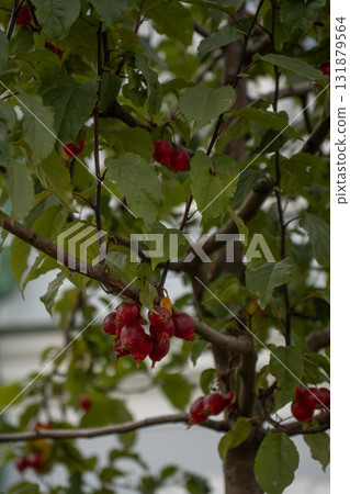 Close-up of red crab apples hanging on a branch with green leaves in soft daylight 131879564