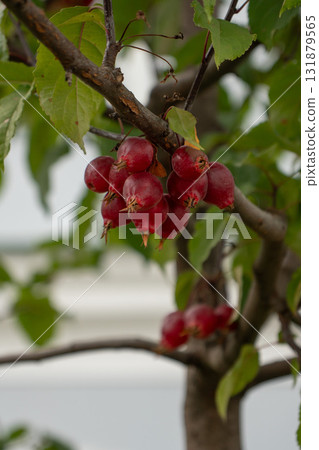Close-up of red crab apples hanging on a branch with green leaves in soft daylight 131879565