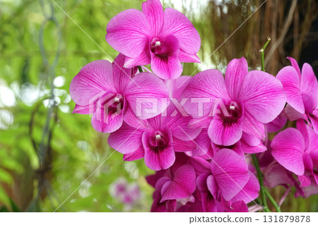 Fresh purple orchids in farmer's garden in bright daylight Background is blurry green orchid leaves. 131879878