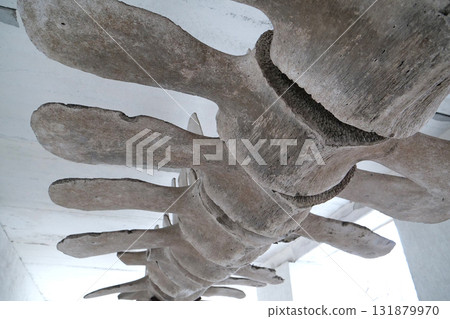 Big grey skeleton of big blue whale. Whale spine. Real whale bones. Balaenoptera Big grey skeleton of big blue whale. Whale spine. Real whale bones. Balaenoptera 131879970