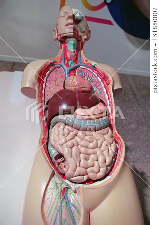 Plastic model of internal organs of human, organization of the body Plastic model of internal organs of human, organization of the body 131880002