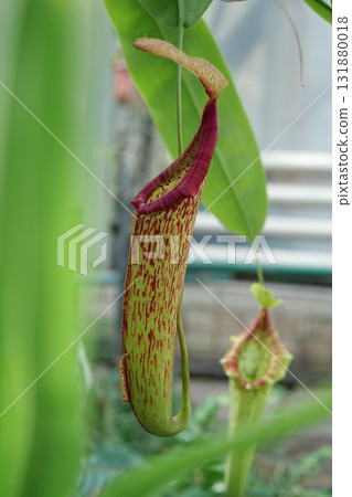 Nepenthes - carnivorous plant, tropical pitcher plant or monkey cup Nepenthes - carnivorous plant, tropical pitcher plant or monkey cup 131880018