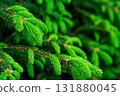 Macro shot of young spruce branch with fresh green needles 131880045