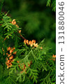 Vertical macro photo of thuja branches with green foliage and cones 131880046