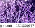 Beautiful lavender field with blooming purple flowers in sunlight 131880047