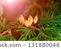 Close-up of thuja branches with cones illuminated by sunlight beam 131880048