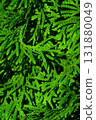 Macro close-up of fresh green thuja branches with vibrant foliage texture 131880049