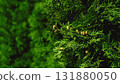 Close-up of green thuja branches with cones in natural garden background 131880050