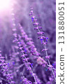 Lavender flowers close-up with soft sunlight and blurred purple background 131880051