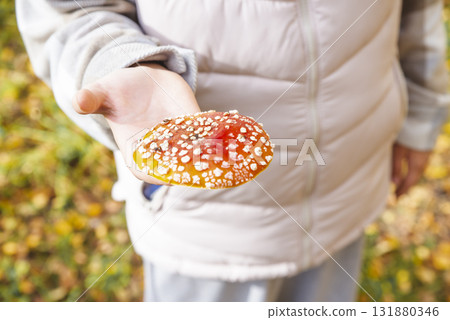 A small dried fly mushroom in female hand with copy space on white background. Gathering mushrooms. Poisonous toxic dangerous inedible mushroom. Dried Amanita muscaria has anti-inflammatory properties 131880346