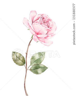 Delicate watercolor pink rose with green leaves and stem. Romantic floral illustration for Saint Valentines Day cards, wedding invitations, packaging, textile, or botanical decorative design projects. 131880377