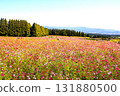 Colorful flower fields and Ikoma Plateau Colorful flower fields and Ikoma Plateau 131880500
