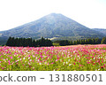 Ikoma Kogen Cosmos Ikoma Kogen Cosmos 131880501