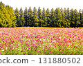Red cosmos flower field Red cosmos flower field 131880502
