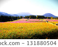 Cosmos-filled flower fields and mountains Cosmos-filled flower fields and mountains 131880504