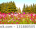 Cosmos field  Cosmos field 131880505