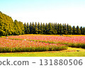 Cosmos flower garden Cosmos flower garden 131880506