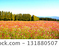 Colorful flower garden Colorful flower garden 131880507