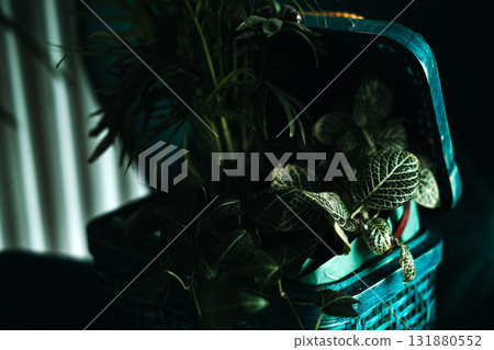 Tropical and patterned foliage plants arranged in a teal woven basket in moody indoor lighting. Modern wellness spaces, plant therapy, biophilic design, emotional grounding Tropical and patterned foliage plants arranged in a teal woven basket in moody indoor lighting. Modern wellness spaces, plant therapy, biophilic design, emotional grounding 131880552