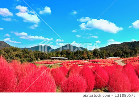 【香川縣】贊岐滿濃國立公園的秋天(藜蘆葉變紅) 【香川縣】贊岐滿濃國立公園的秋天(藜蘆葉變紅) 131880575