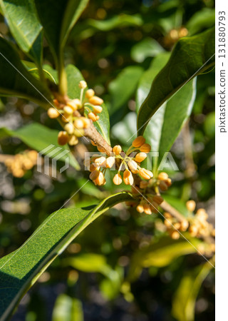 Kinmokusei buds Kinmokusei buds 131880793