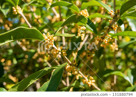 Kinmokusei buds Kinmokusei buds 131880794