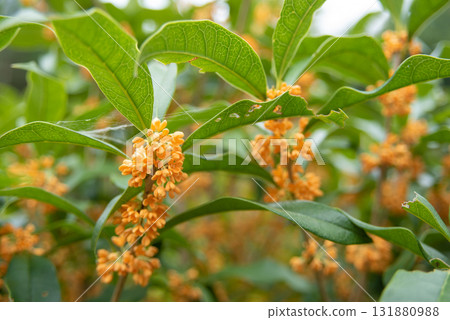 Kinmokusei no Hana Kinmokusei no Hana 131880988