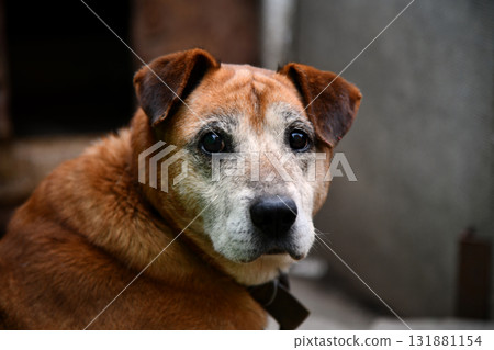 Rhodesian ridgeback dog in autumn time in the forest. Dog portrait. African Lion hound dog. Rhodesian ridgeback dog in autumn time in the forest. Dog portrait. African Lion hound dog. 131881154
