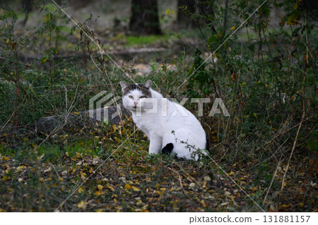 fluffy black and white cat sits gracefully on a weathered wooden bench surrounded by fallen leaves enjoying the warm autumn sunlight 131881157