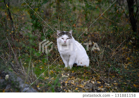 fluffy black and white cat sits gracefully on a weathered wooden bench surrounded by fallen leaves enjoying the warm autumn sunlight 131881158