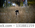 Hungarian Vizsla dog runs across field. Brown dog, blur background of autumn nature. Vizsla hound enjoys running free, active in motion during sunny day. Purebred pet dog breed, 131881159