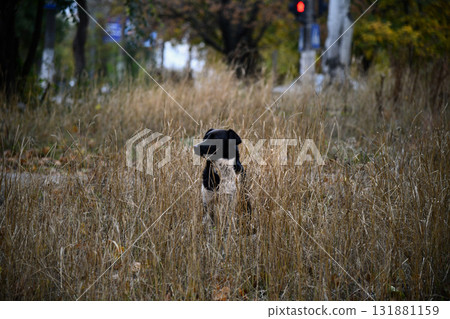 Hungarian Vizsla dog runs across field. Brown dog, blur background of autumn nature. Vizsla hound enjoys running free, active in motion during sunny day. Purebred pet dog breed, 131881159