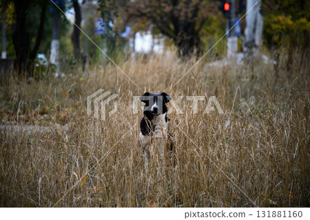 Hungarian Vizsla dog runs across field. Brown dog, blur background of autumn nature. Vizsla hound enjoys running free, active in motion during sunny day. Purebred pet dog breed, 131881160