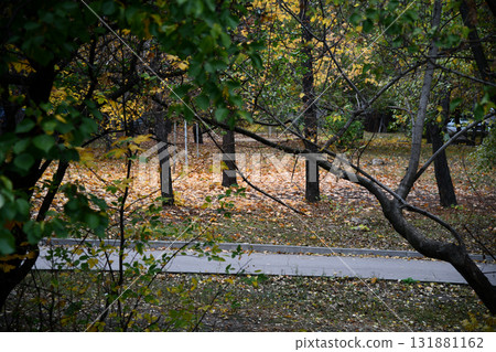 Beautiful autumn landscape with. Colorful foliage in the park. Falling leaves natural 131881162