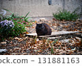 black cat sitting on road in autumn garden, blurred natural background. autumn season. Beautiful witch Cat carefully look to camera. symbol of witchcraft, magic, Halloween. template for 131881163