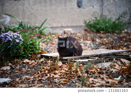 black cat sitting on road in autumn garden, blurred natural background. autumn season. Beautiful witch Cat carefully look to camera. symbol of witchcraft, magic, Halloween. template for 131881163